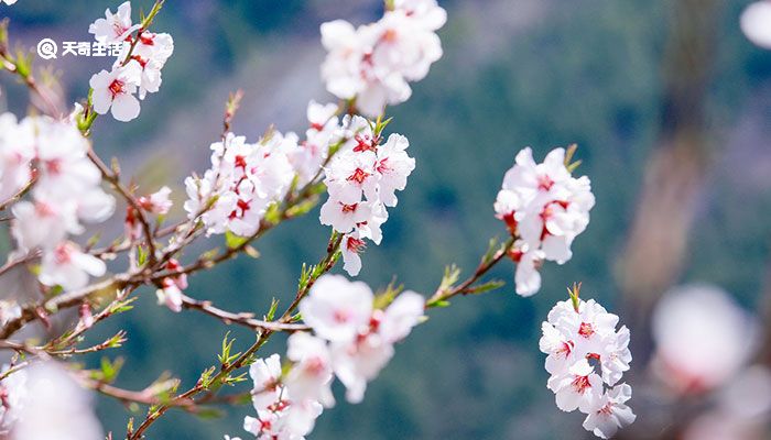 路上行人欲断魂的欲是什么意思 路上行人欲断魂的欲是指