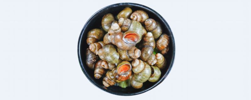 夜市爆炒田螺的做法 爆炒田螺怎么做