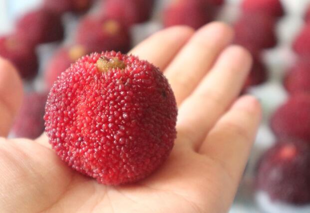 杨梅冰冻一年可以吃吗 杨梅冷冻可以放多久