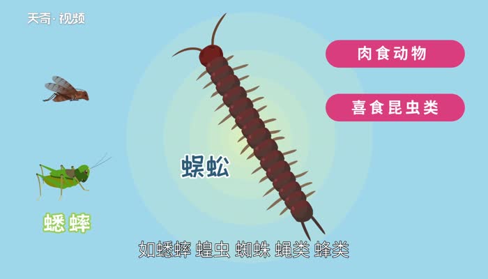蜈蚣吃什么 蜈蚣吃什么东西