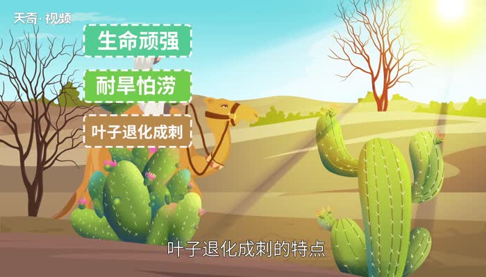 仙人掌的特点 仙人掌的介绍