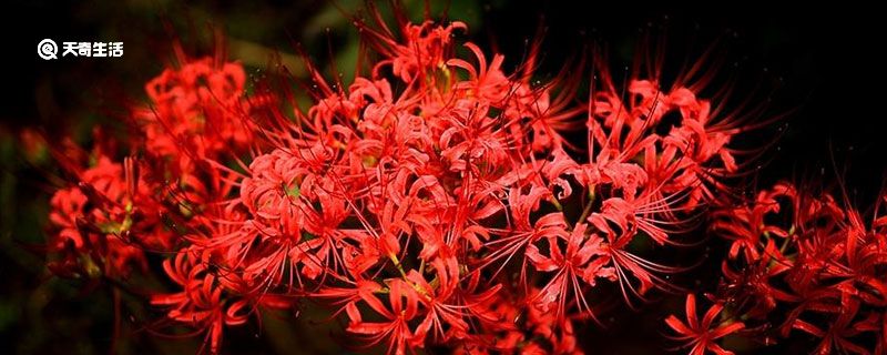 彼岸花花语 彼岸花花语是什么