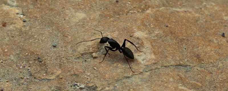 蚂蚁洞可以辨别方向吗 蚂蚁洞怎么辨别方向