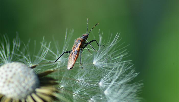 隐翅虫主要分布在哪里 中国隐翅虫分布地区