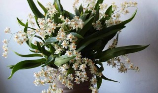 香兰的养护方法 香兰如何养护