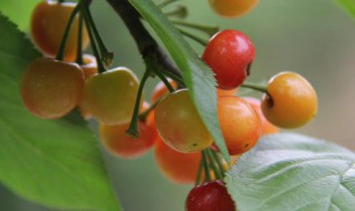 樱桃怎么做标本（樱花标本的制作方法）