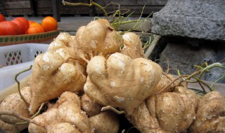 白凉薯的种植方法 白凉薯的种植方法和技术