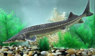 杀鲟鱼的正确方法 杀鲟鱼的正确方法视频