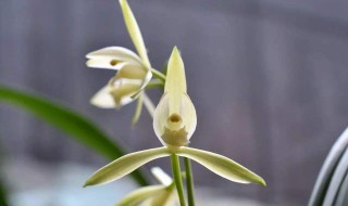 九节兰的养护方法 九节兰的养殖方法和注意事项