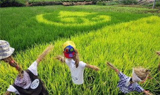 旱稻施肥的正确方法（旱稻施肥的正确方法视频）