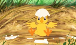 鸭子破壳的最佳方法 怎么帮鸭子破壳