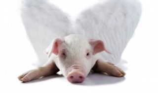 养猪的正确方法 养猪的方法是什么样的