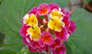 五色梅的施肥方法（五色梅怎么施肥）