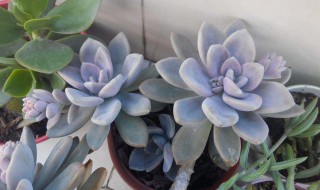 多肉的夏天养护方法（多肉的夏天养护方法视频）