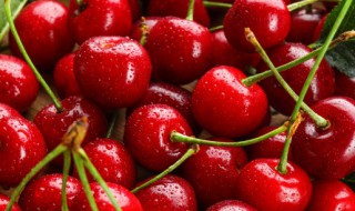 樱桃的养殖方法 樱桃的养殖方法和技术