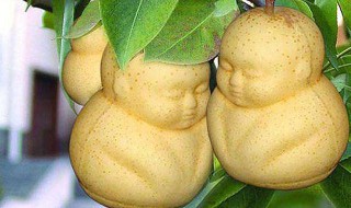 人参果为什么不能吃多 人参果吃多了有危害吗