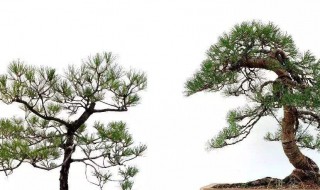 松树的养殖方法详解 松树的养殖方法详解图