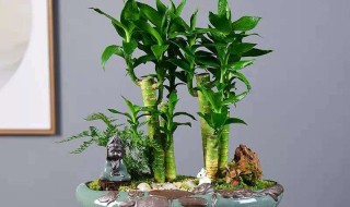 富贵塔的养护方法 富贵塔怎么水养