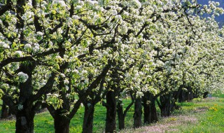 梨树的修剪方法（黄冠梨树的修剪方法）