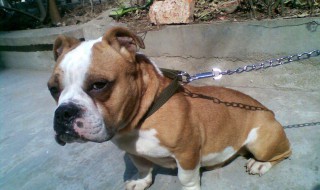 狗链生锈的清洁方法 狗链生锈的清洁方法有哪些