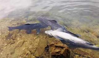 钓青鱼最有效的方法（钓青鱼最有效的方法是什么）