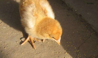 养殖小鸡的简单方法（养殖小鸡的简单方法视频）