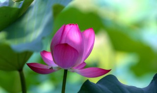 荷花的瓶养方法（荷花花瓶里怎么养）