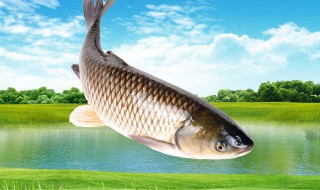 麦子钓草鱼的方法（钓草鱼用麦子打窝行不行）