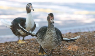 最快的喂鸭子方法 最快的喂鸭子方法图解