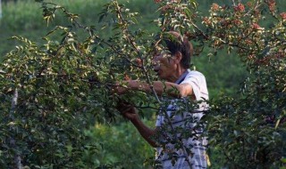 摘花椒的方法和步骤（摘花椒的技巧）