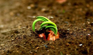 催发种子的方法 催发种子的方法是什么