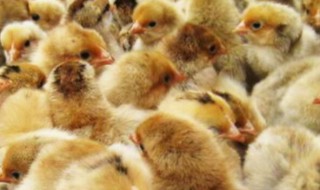 蛋孵鸡的方法 小鸡孵蛋的方式