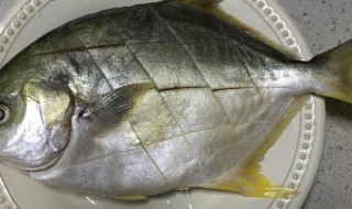 金鲳鱼的功效作用和禁忌 金鲳鱼的营养价值禁忌