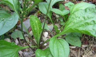 车前草茶的功效与作用 车前草喝茶有什么好处