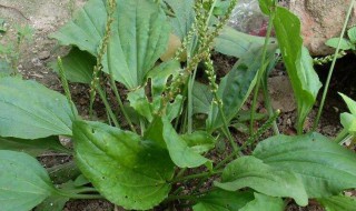 车前草的功效与禁忌 车前草的禁忌 功效