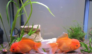 家里可以养什么风水鱼（家里可以养什么风水鱼好）