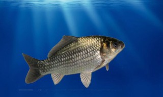 草鱼膘有什么功效 草鱼膘的功效