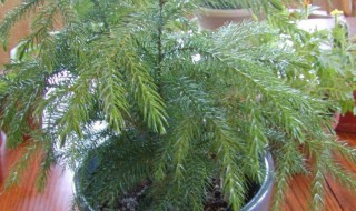 南洋杉盆景寓意什么风水 南洋杉盆景对家庭风水怎么样