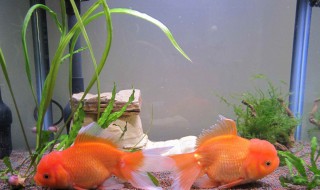 家里养什么风水鱼最好 家里养什么风水鱼最好养