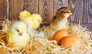 孵化小鸡该怎么办 小鸡孵化出来怎么办