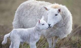 什么东西给羊下奶最有效 羊下奶的方法最快最有效