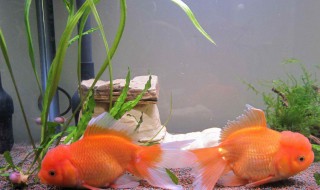 办公室养什么风水鱼好 办公室养什么鱼好风水好