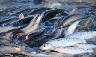 吃鱼忌什么食物相克（吃鱼忌吃什么）