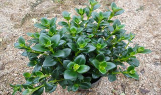 怎么养金鱼吊兰 怎么养金鱼吊兰放在哪里