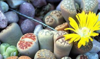 怎么养生石花（怎么养生石花菌）