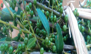 怎样保存鲜山胡椒