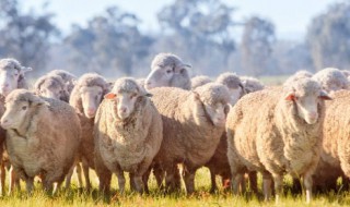 羊毛怎么做毛毡 羊毛怎么做毛毡好看