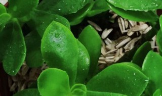 景天的养护方法（景天养护经验）