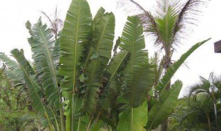 芭蕉扇的种植方法 芭蕉扇盆栽