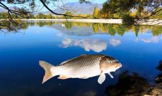 立秋后怎么钓鱼（立秋后怎么钓鱼最好）